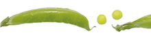 Load image into Gallery viewer, mt Ex Snap Pea 7 mm